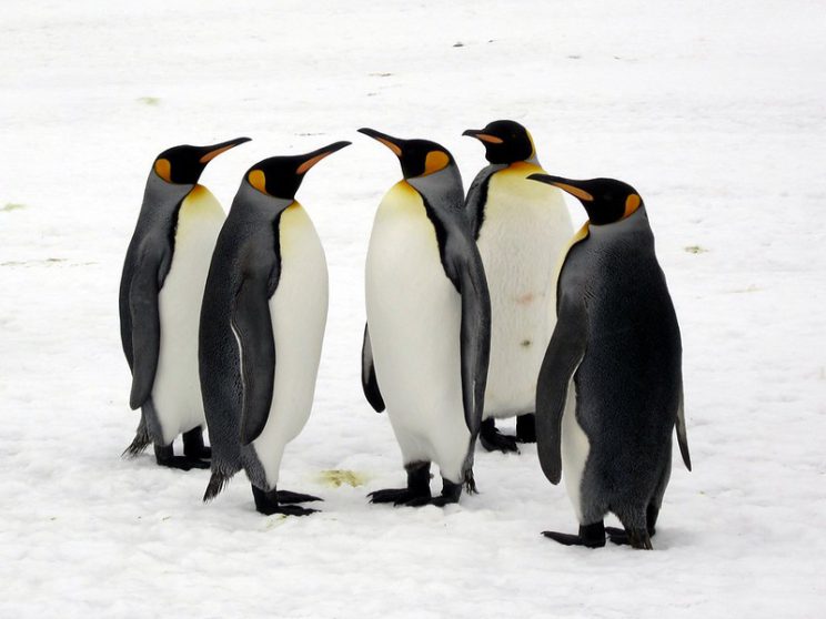 "King Penguins" by D-Stanley is licensed under CC BY 2.0. 
